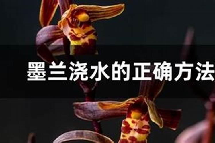 墨兰开花期间怎么养护