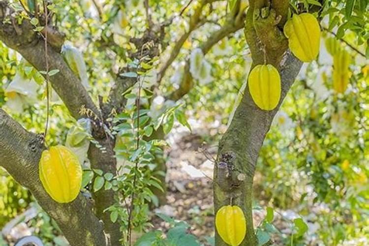 桃树施什么肥料桃子甜 如何施肥效果好