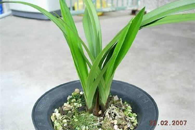 墨兰开花时候怎么养护 墨兰开花时候如何养护