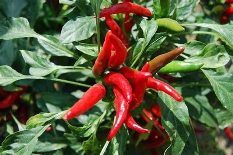 钙美磷肥可以给花生,辣椒施肥吗