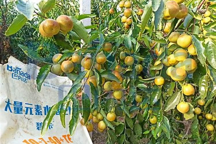 枣树开花结果初期施什么肥