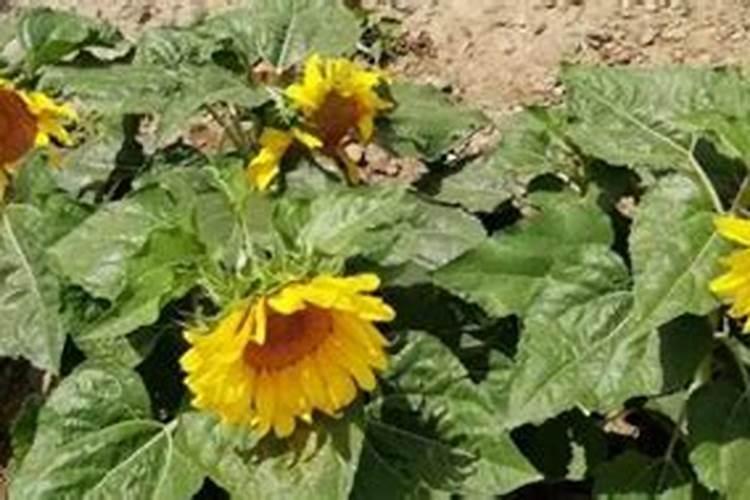 向日葵叶子枯萎怎么办？四种方法教你如何挽救