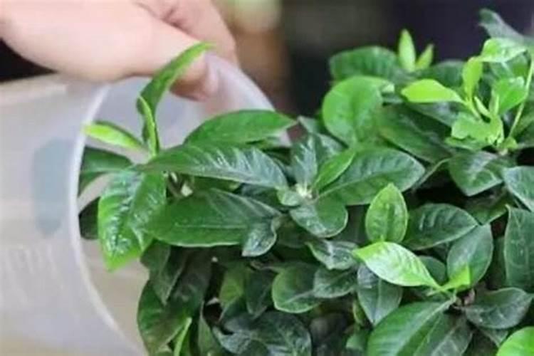 柑橘苗什么时候施肥好 有哪些注意事项