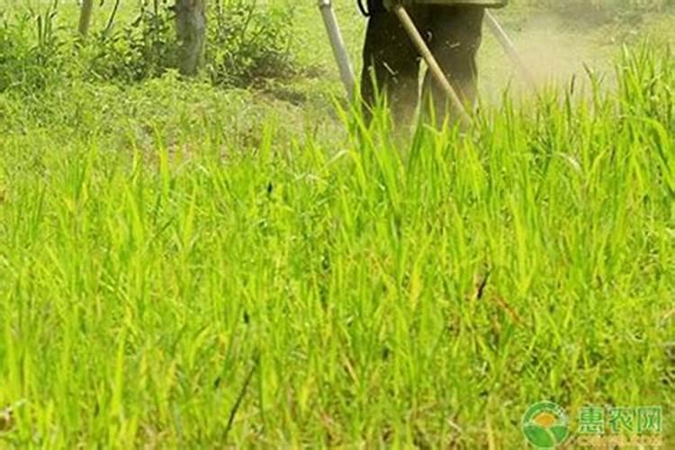 老农在除草时,为什么要往除草剂里添加尿素？