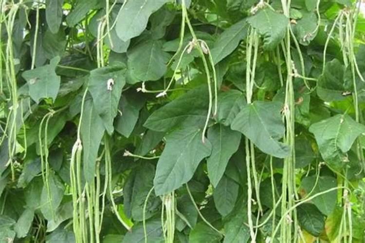 豆角专用的叶面肥能给柿子用吗？