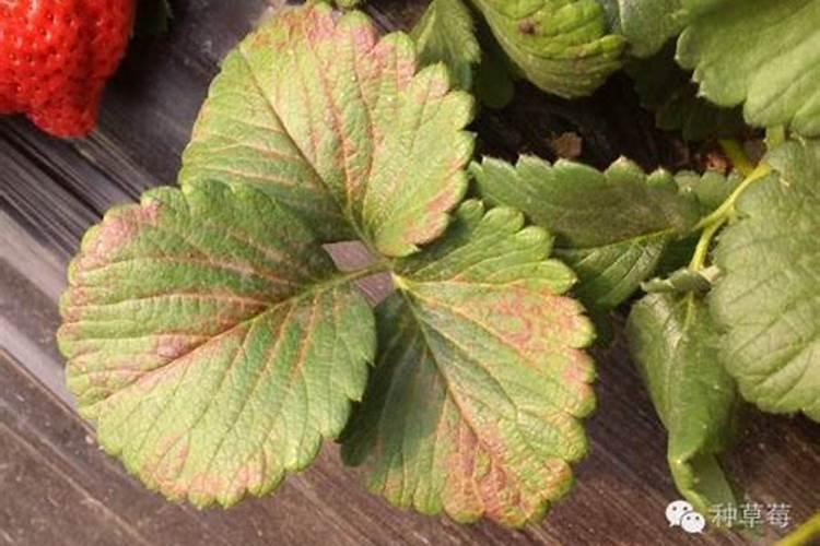 草莓二茬果问题不断,做好哪5点工作可以使草莓丰产？