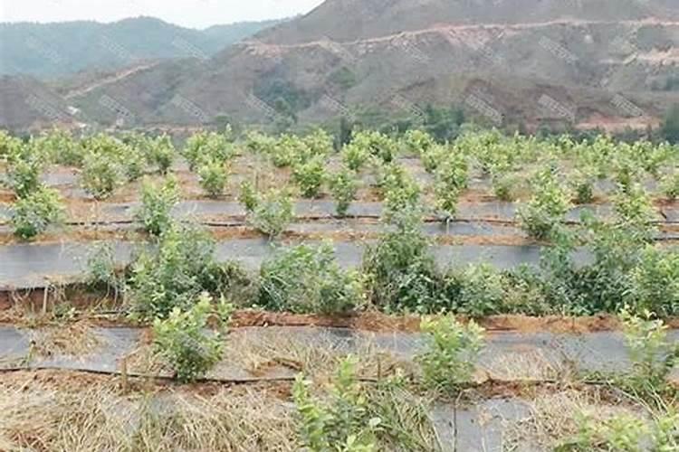 马铃薯:膜下滴灌技术好在哪里