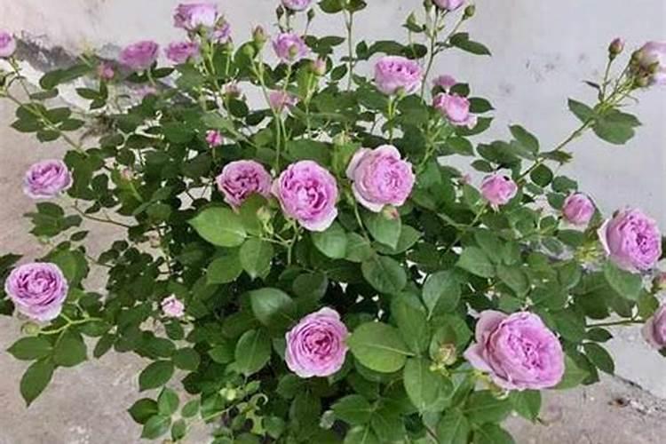 月季梅雨季节怎么施肥？