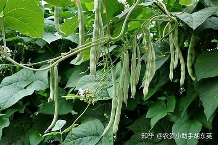 芸豆喜欢什么叶面肥