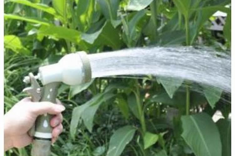 淘米水发酵多久浇花最好