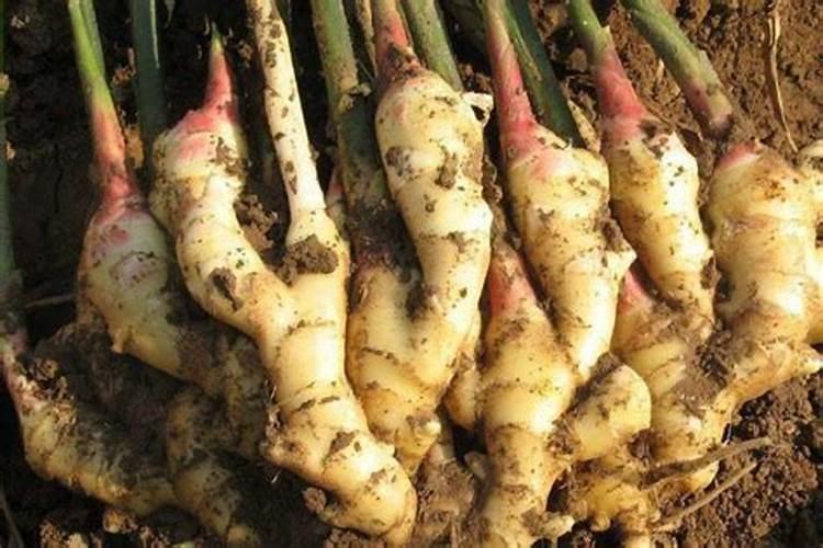 大姜种植后头两次浇水应怎么冲施肥料？