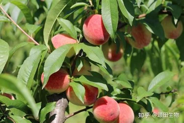 樱桃树苗什么品种最好