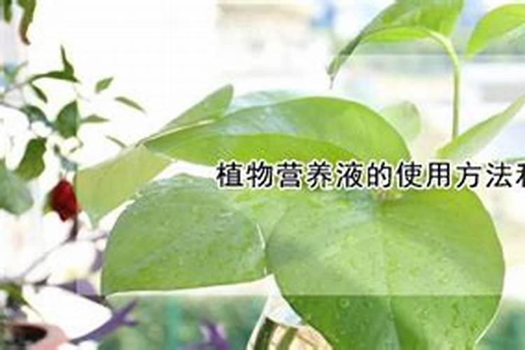 皱皮木瓜为什么不开花？