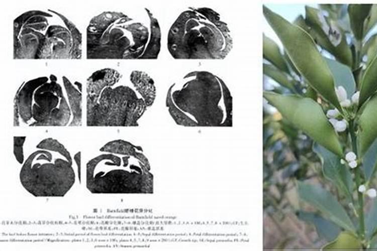 天然芸苔素:花芽分化好、来年产量高、花芽管理、抗旱抗寒就用它