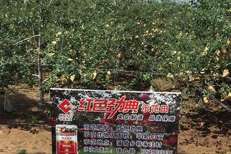苹果开花后需要用什么肥料？