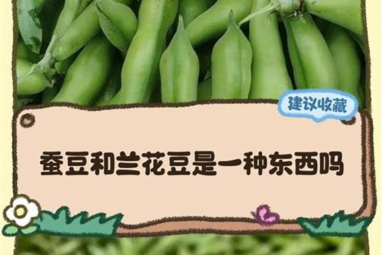 兰花豆种植时间,什么季节栽种最好