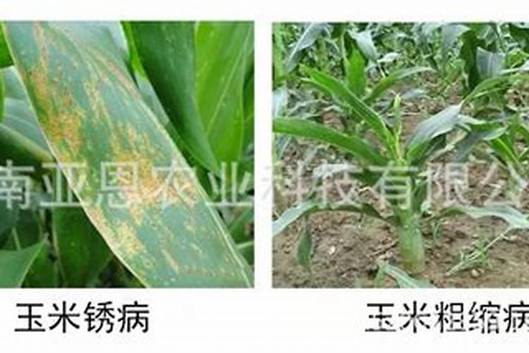第一年栽烟中的是玉米地怎么样用肥