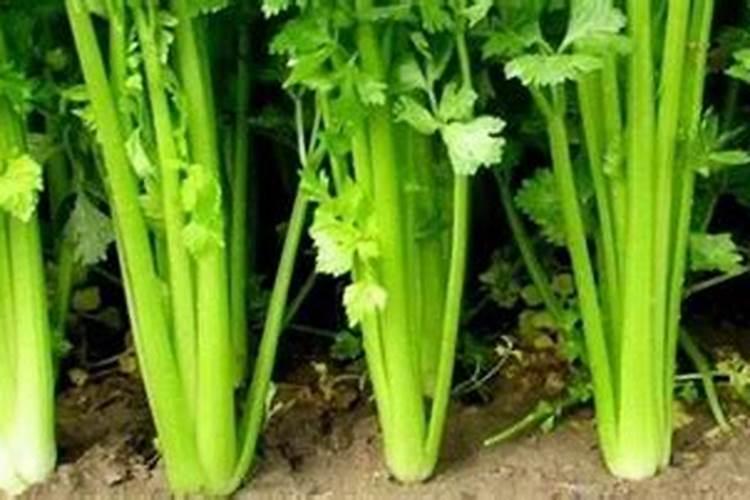 芹菜后期冲什么肥料好