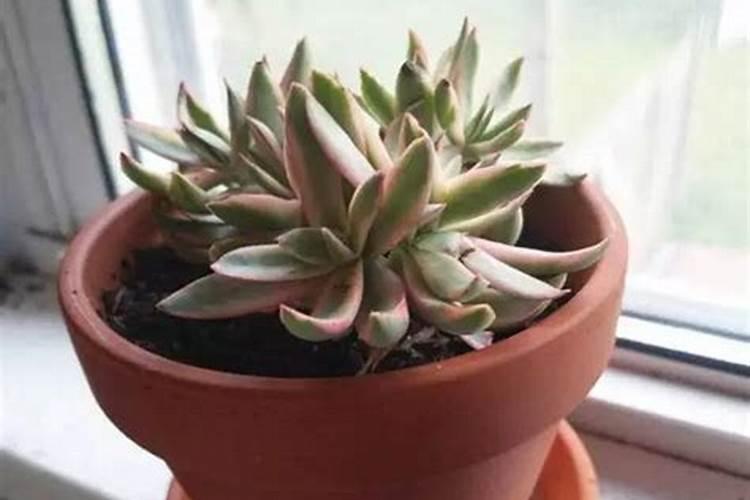 多肉植物可以施氮肥吗
