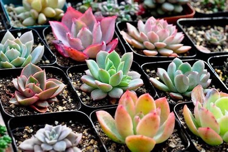 多肉植物施什么肥好 多肉植物用什么肥料最合适
