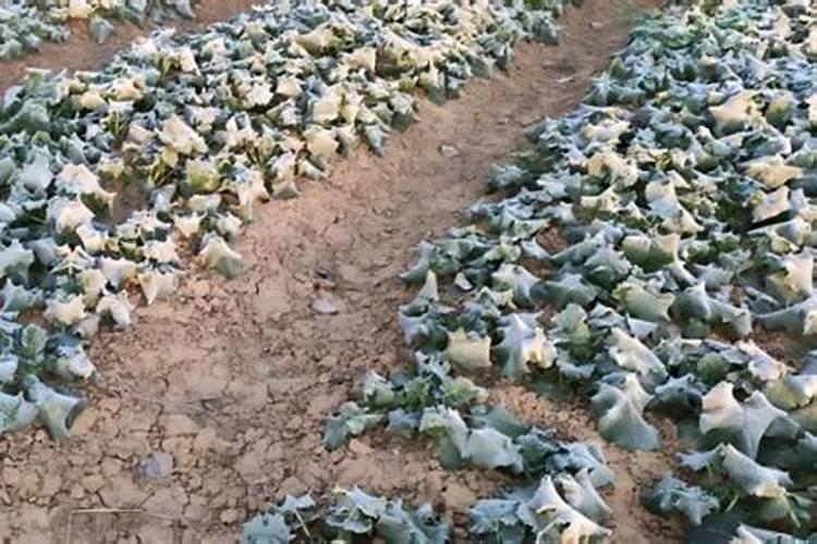 油菜叶面施肥时间及方法花卉百科