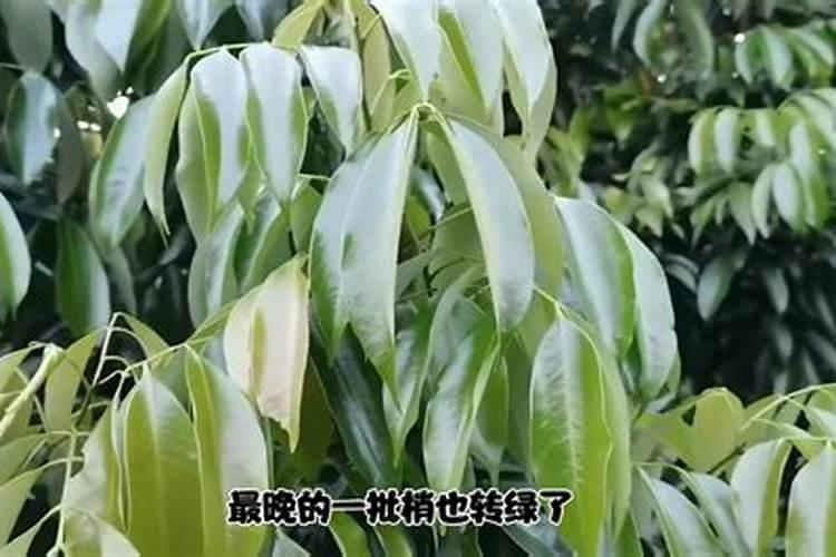 如何保证桂味荔枝年年来花？谢谢!