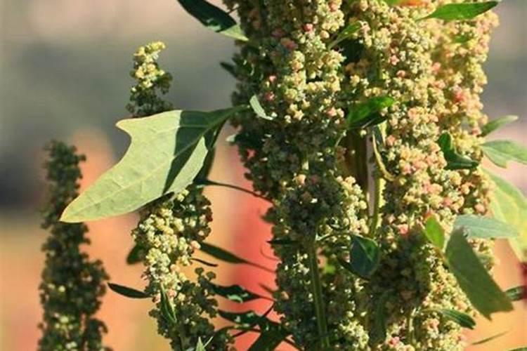 藜麦的施肥时间和施什么肥？