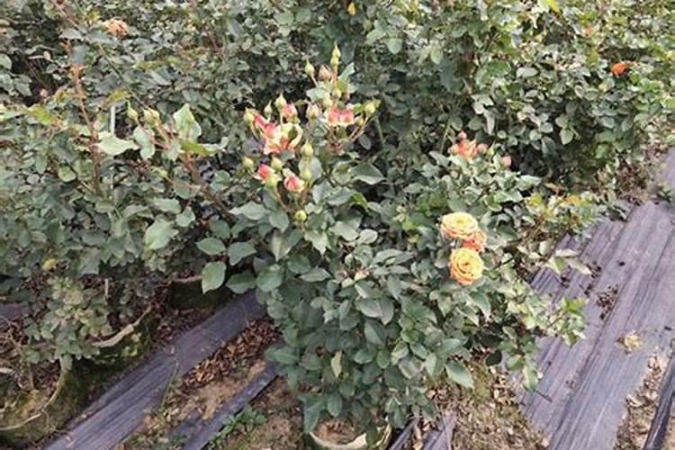 月季花黄叶怎么补救最快方法