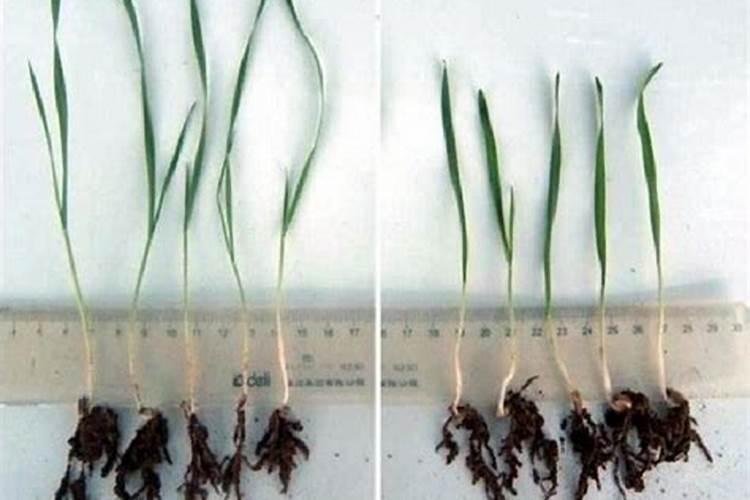 种葱用什么肥料好