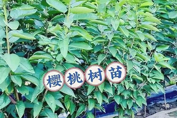 樱桃用什么肥料好