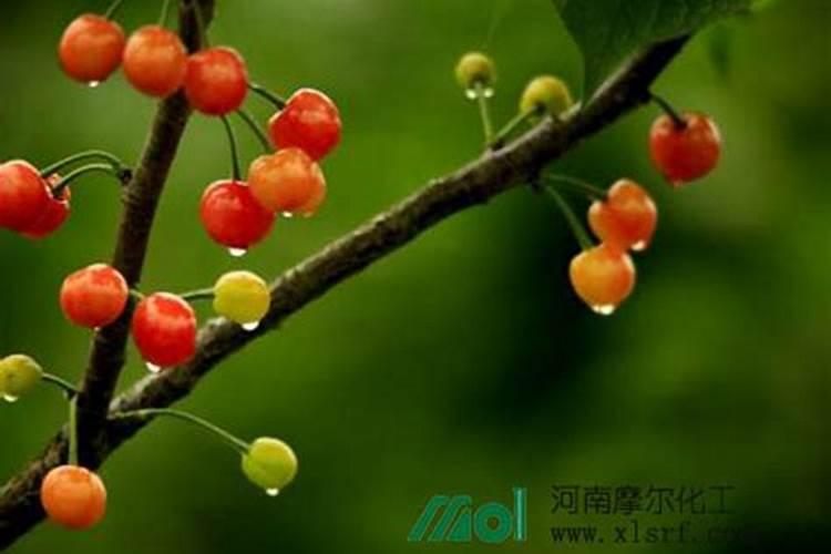 樱桃用什么肥料最好