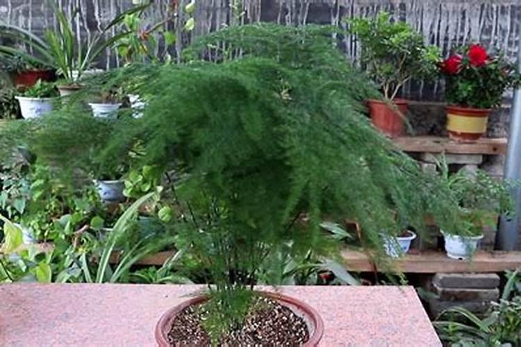 黄瓜开花的季节可以浇水嘛？
