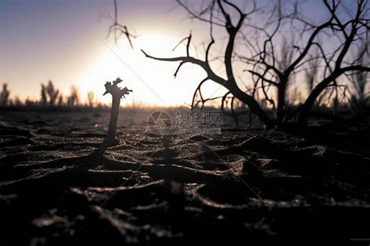 尿素上多会把火龙果树烧死吗