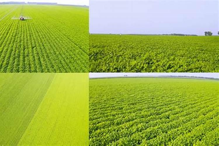 花生盛花期叶面肥用什么好？花生在什么时候喷施叶面肥？