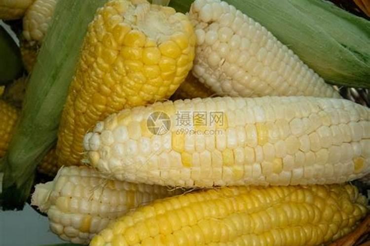 玉米发酵做肥料