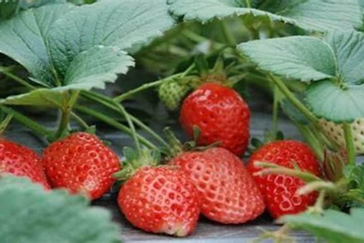 草莓施肥方法如下
