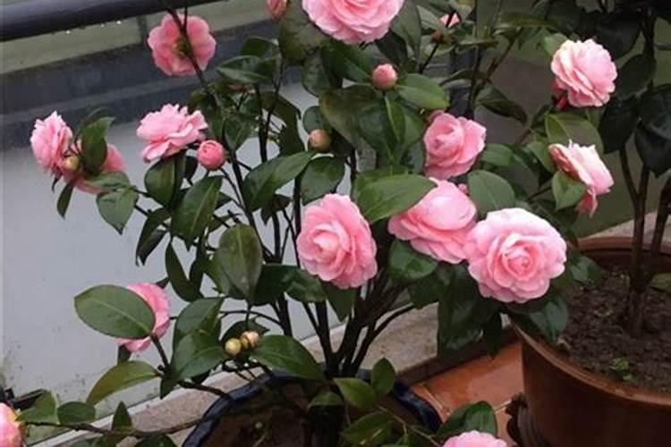 茶花施什么肥最好