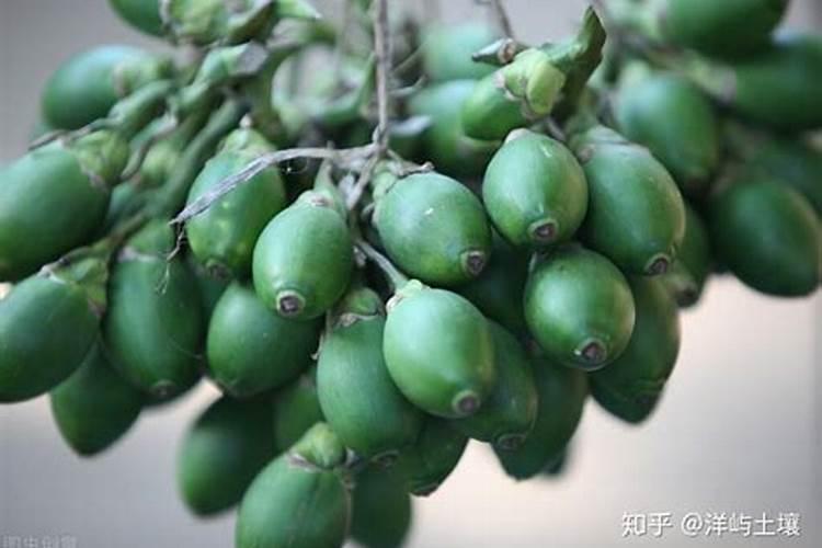 槟榔施什么肥结果多