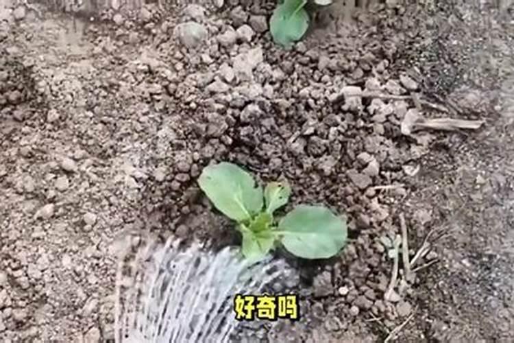 钙镁磷肥怎样用效果好 钙镁磷肥使用注意事项有哪些