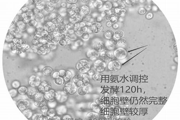 如何防治甲藻灾害