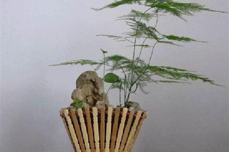 文竹浇什么才能更旺盛
