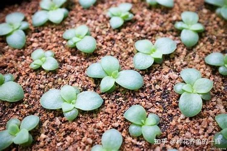颗粒控释肥适合多肉吗？