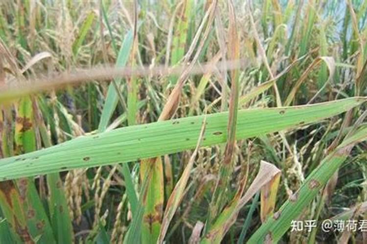 如何防治水稻的稻瘟病