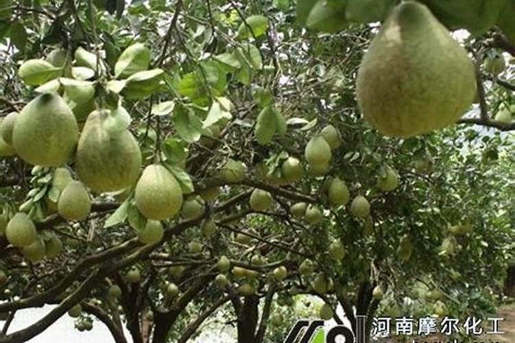 柚子树施水溶肥有什么规律？柚子各个时期施水溶肥方法