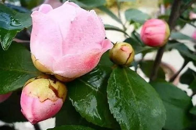 如何养茶花？