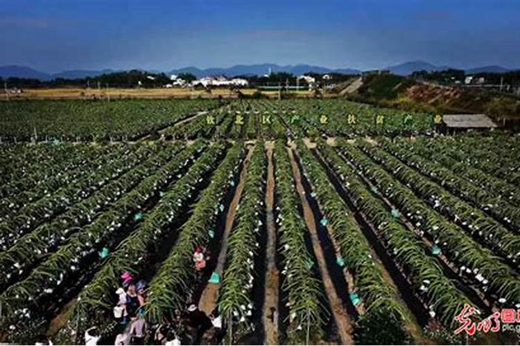 钦州火龙果山庄是否还营业