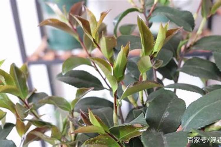 茶花施肥用什么肥料