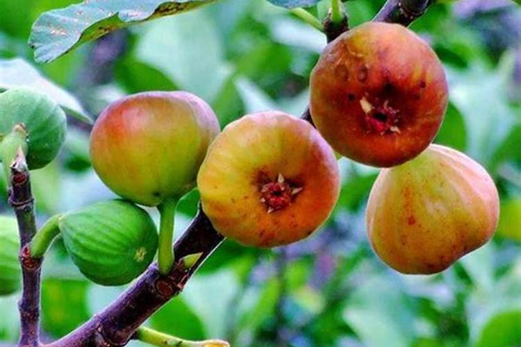 无花果用什么肥料 该如何管理