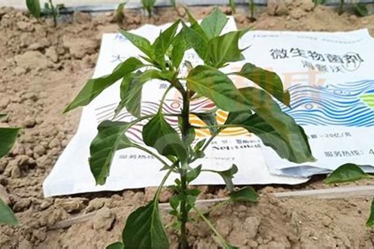 辣椒挂果后施什么肥