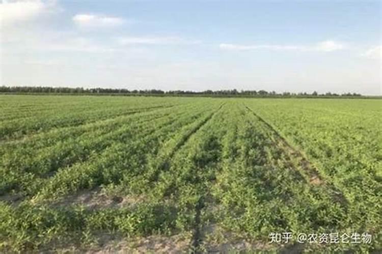 黄芪喜欢什么肥料才高产品质好。